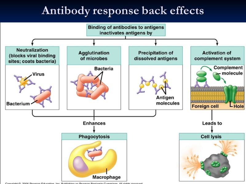 Antibody response back effects